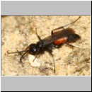 Anoplius infuscatus - Weswespe w006a 10mm - Sandgrube Niedringhaussee.jpg